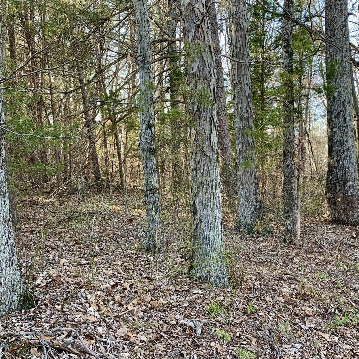 Washington County, Indiana woods where child's body was found